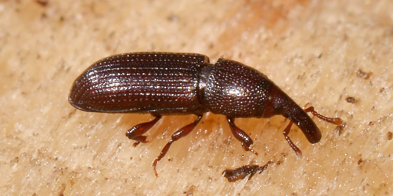 Melicius gracilis - Curculionidae